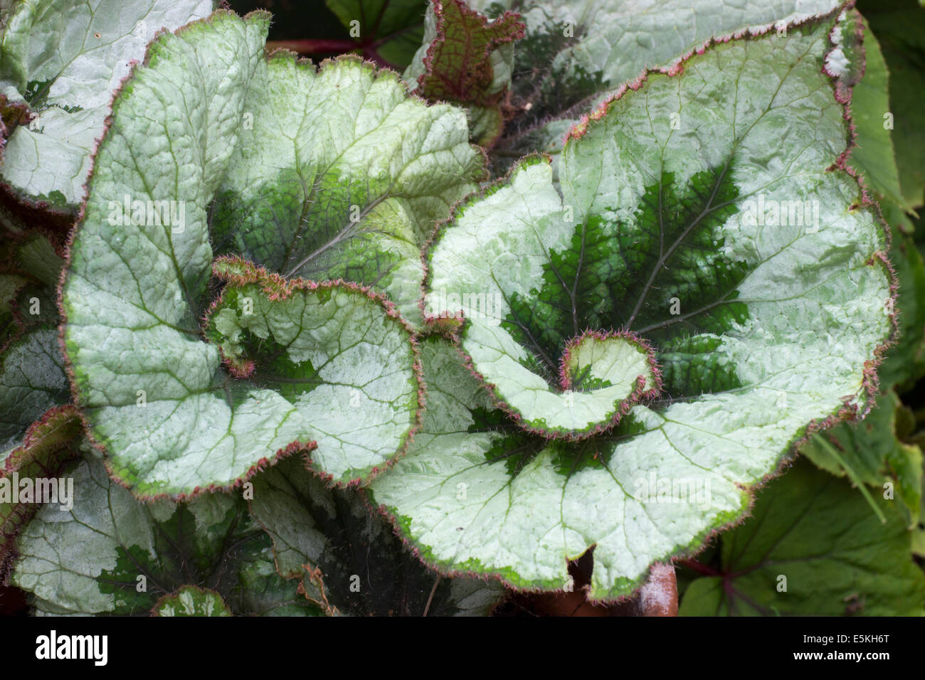 Il fogliame a spirale del tipo rex Begonia 'Escargot' Foto Stock