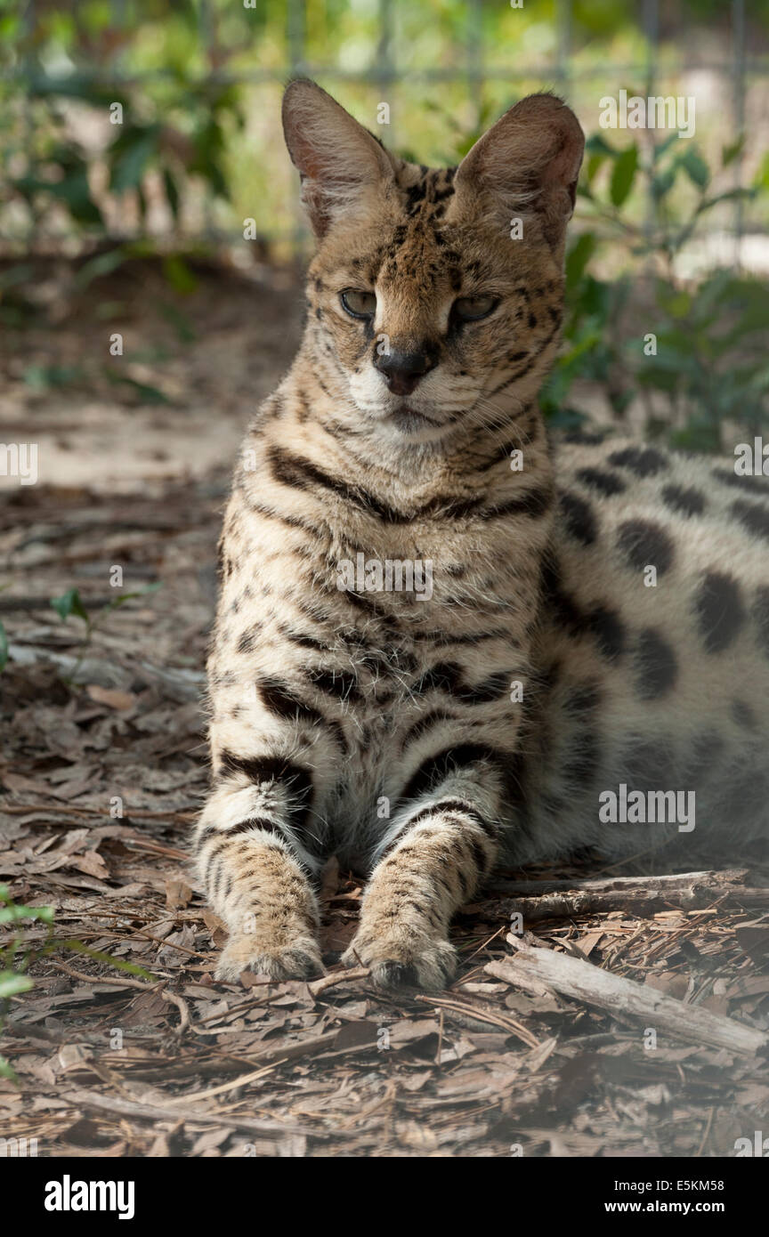 Captive African Serval Cat a Forest salvataggio animale, Ocala, Florida USA Foto Stock