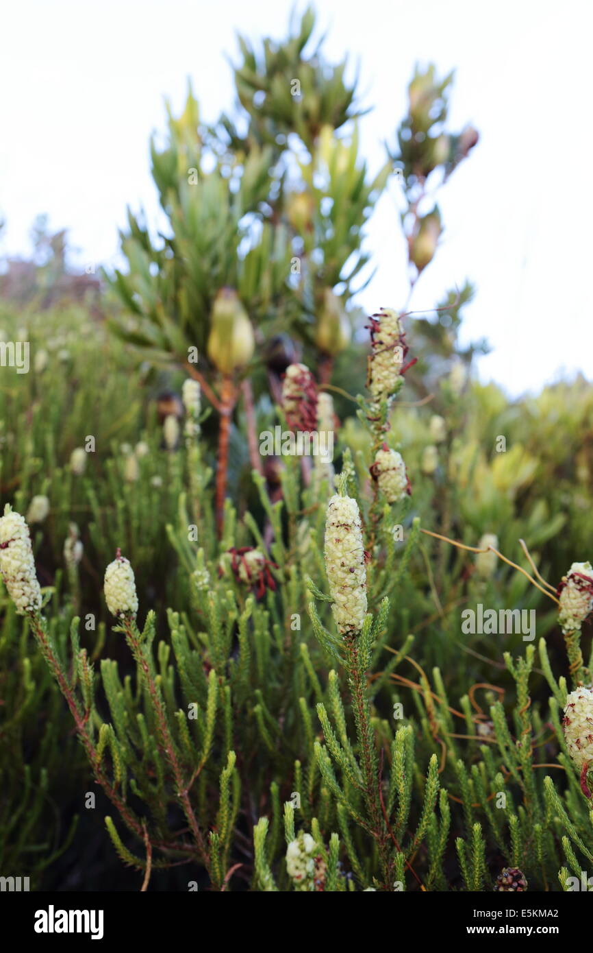Fynbos bush nel seme, Kogelberg montagne vicino al fiume Palmiet Foto Stock
