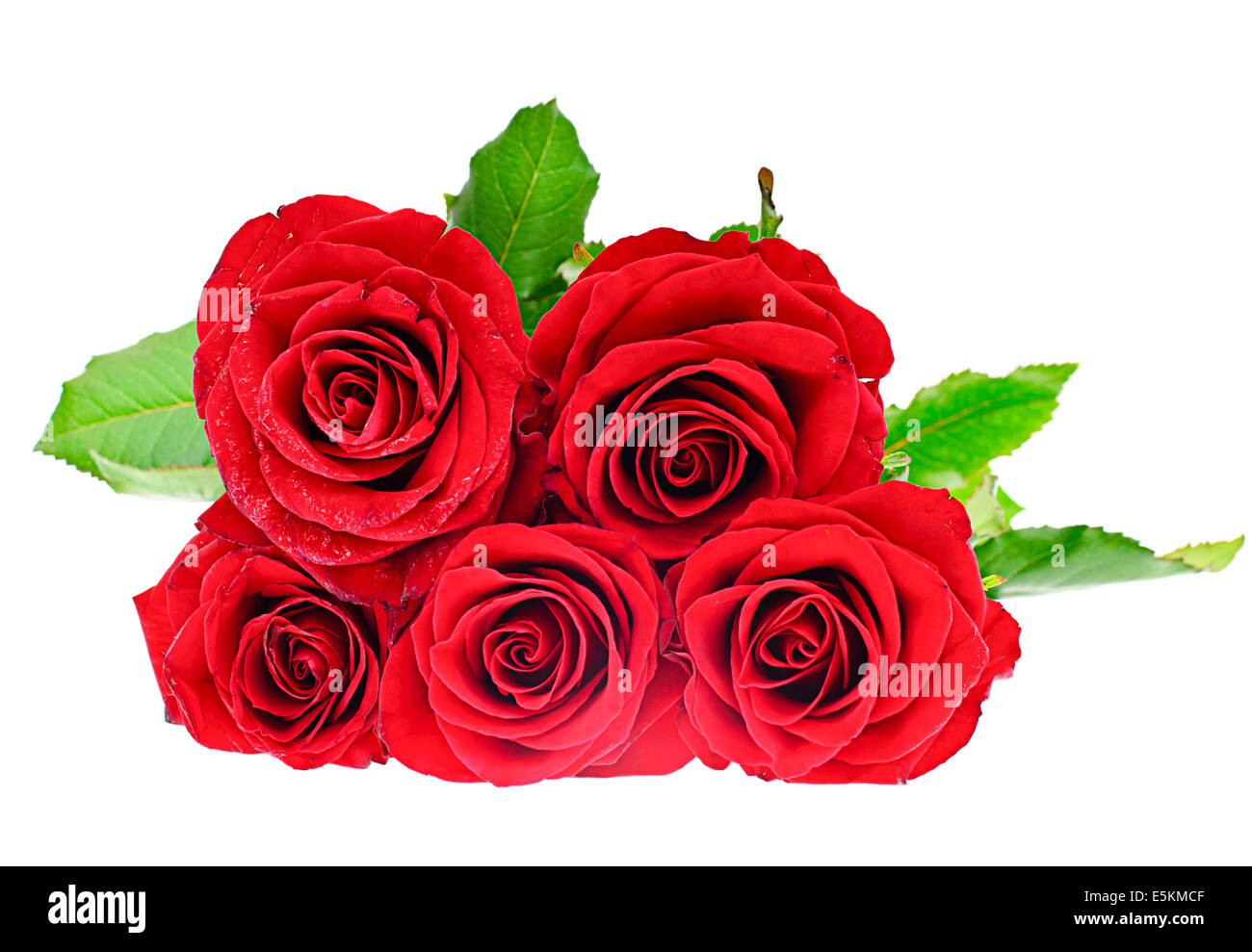 Le rose isolati su sfondo bianco Foto Stock