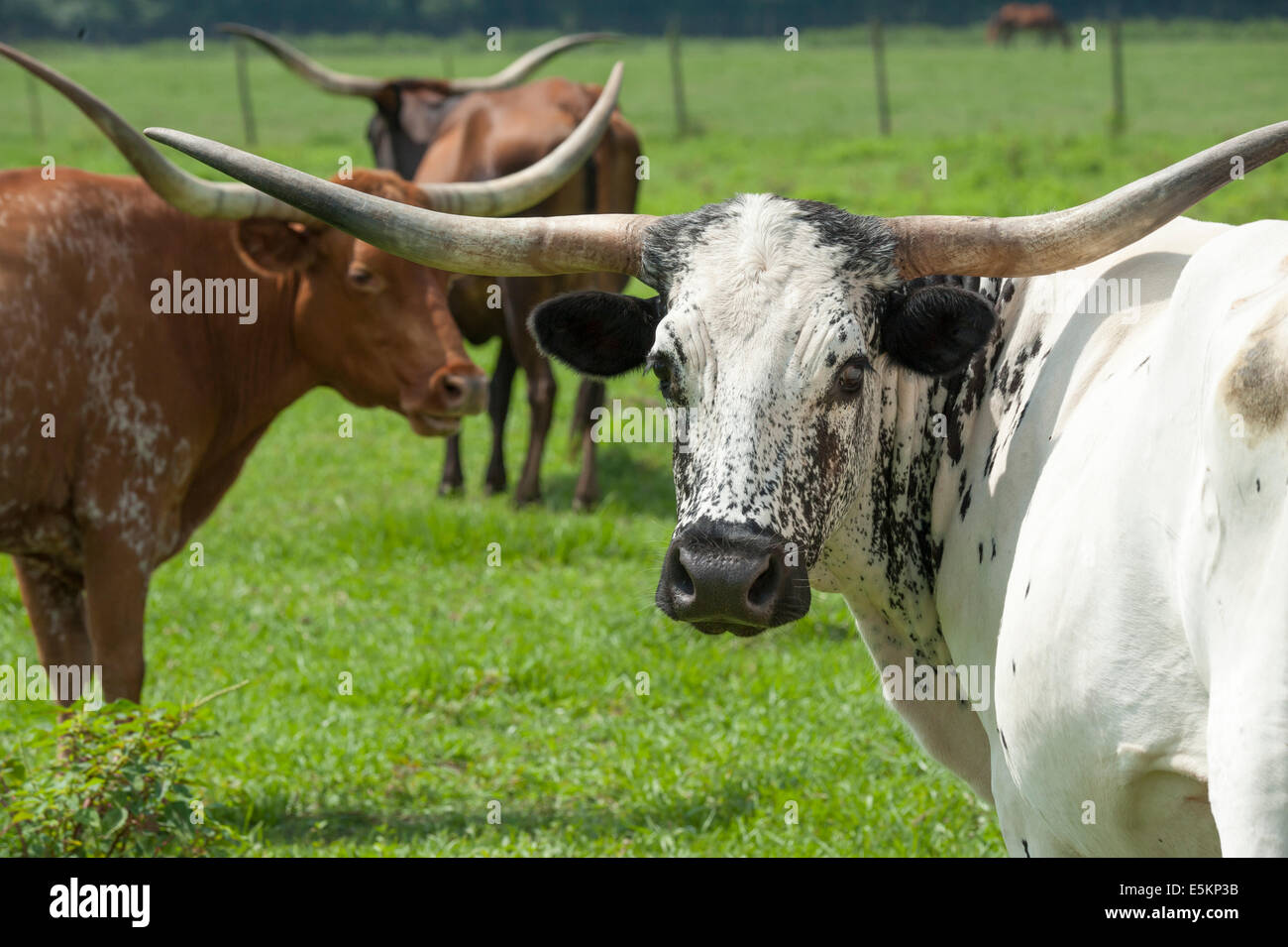 Texas Longhorn bovini Foto Stock