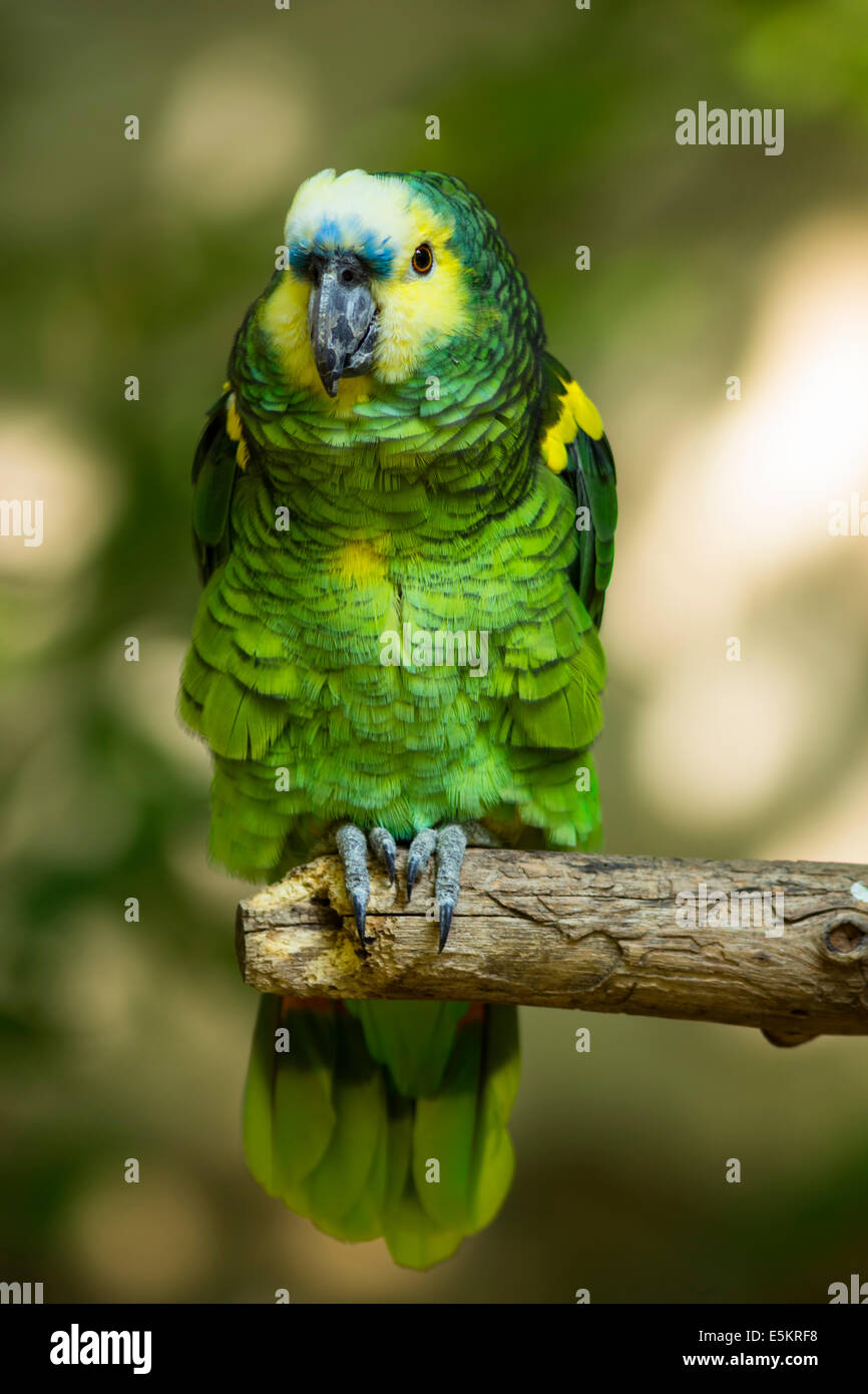 Un colorato verde Amazon parrot sedersi su un ramo. Foto Stock