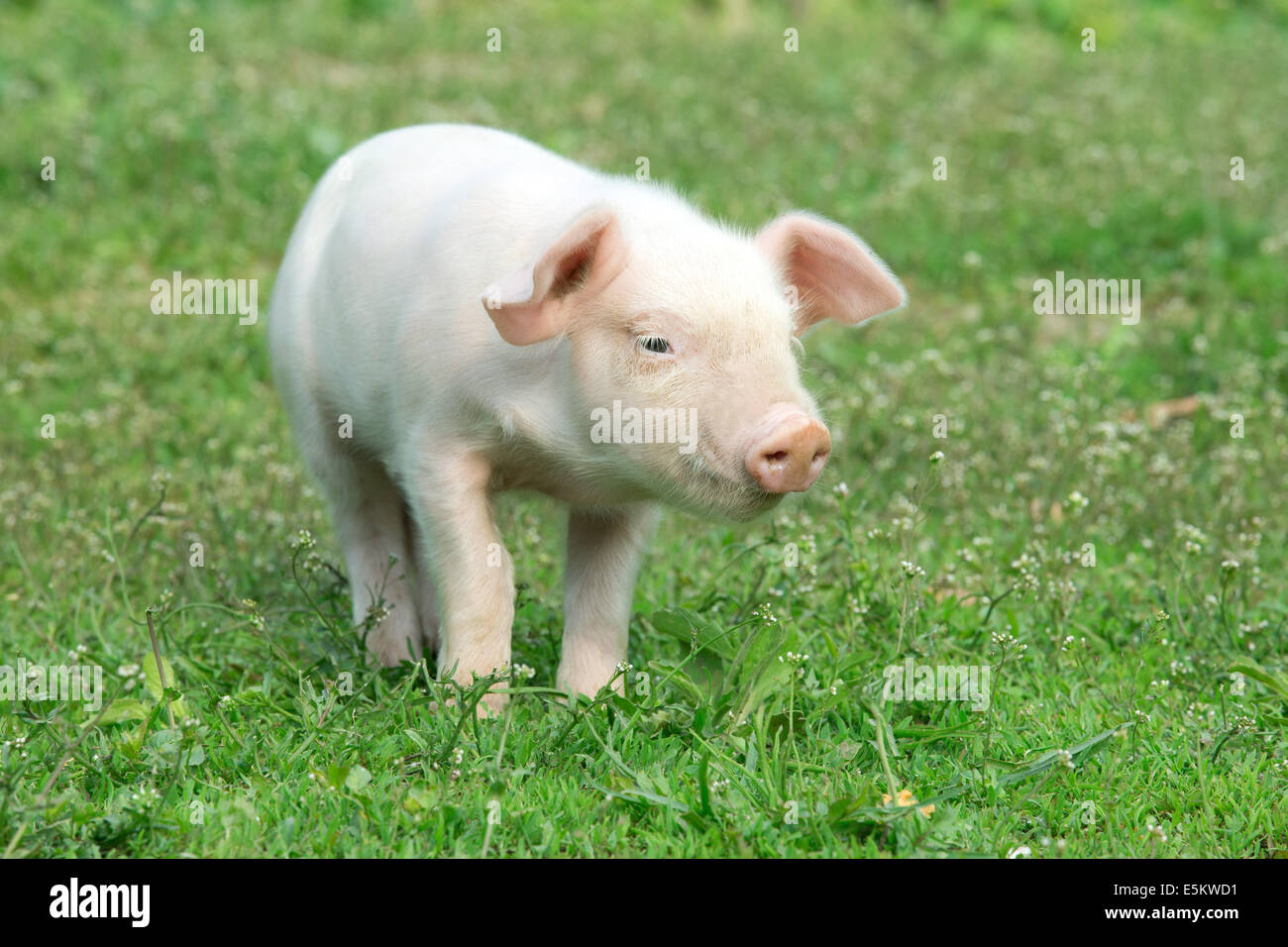 Di maiale giovane su una molla verde erba Foto Stock