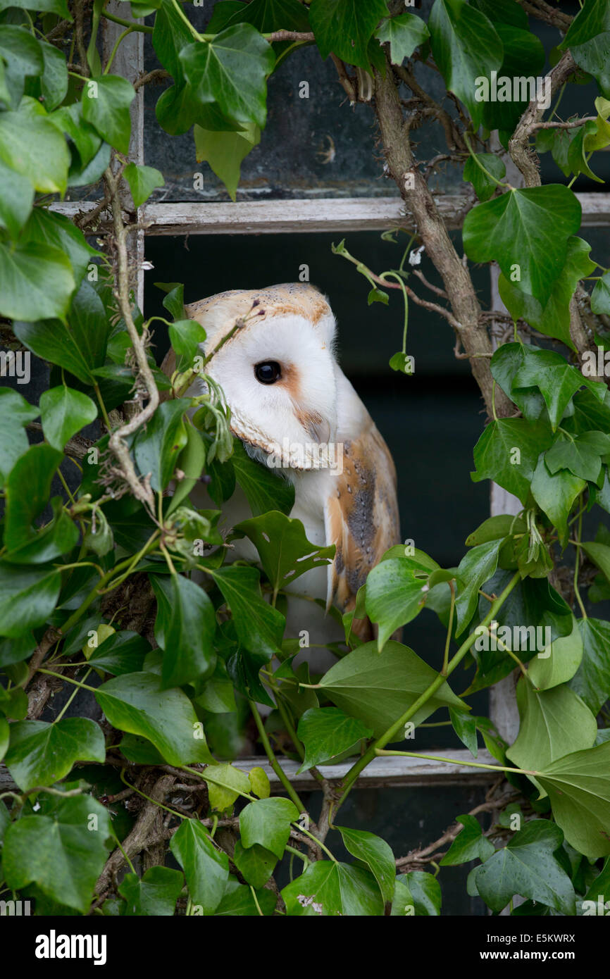 Barbagianni; Tyto alba; coperto di edera finestra; Regno Unito Foto Stock