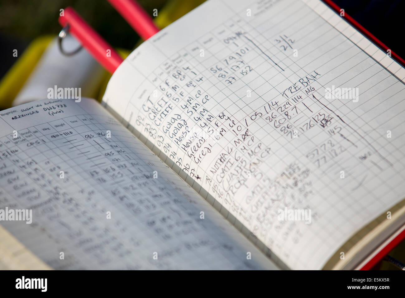 Inanellamento degli uccelli; la registrazione dei dati; Cornovaglia; Regno Unito Foto Stock