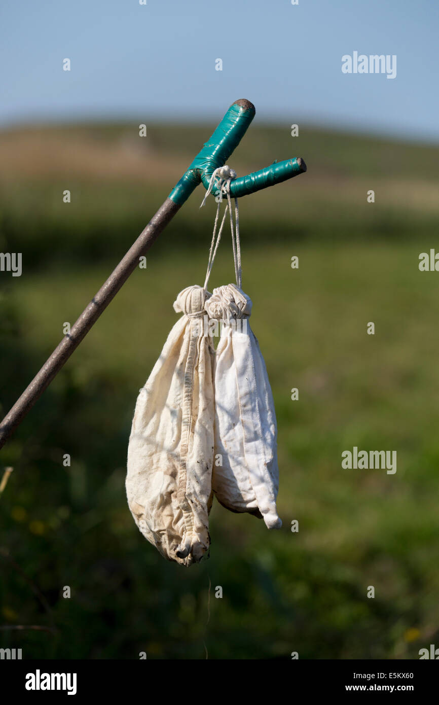 Inanellamento degli uccelli; attrezzature; sacchi utilizzati per misurare il peso; Cornovaglia; Regno Unito Foto Stock