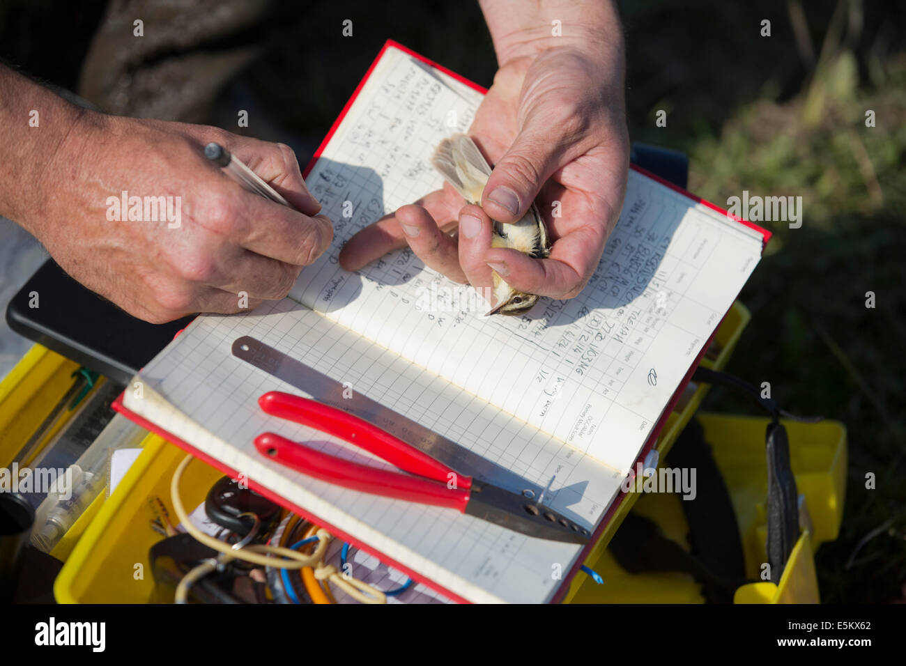 Inanellamento degli uccelli; informazioni di registrazione; Sedge trillo; Cornovaglia; Regno Unito Foto Stock