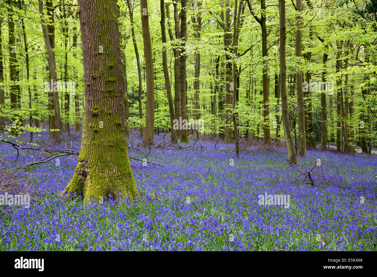 Bluebell legno; Hyacinthoides non scripta; vicino Soudley; Foresta di Dean; Regno Unito Foto Stock