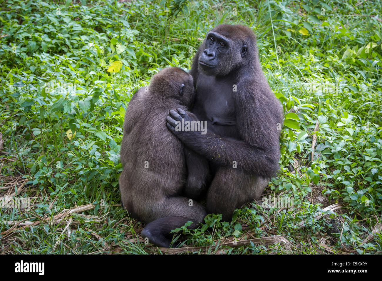 Gorillas occidentali della pianura (Gorilla gorilla gorilla) madre giovane di allattamento, reintroduzione enclosure, captive Foto Stock