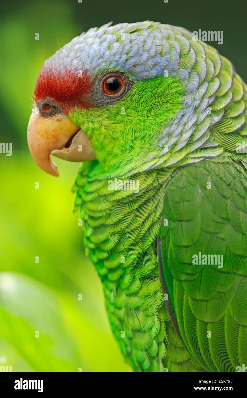 Lilla-incoronato Amazon, lilla-incoronato Parrot o Finsch's Amazon (Amazona finschi) Foto Stock