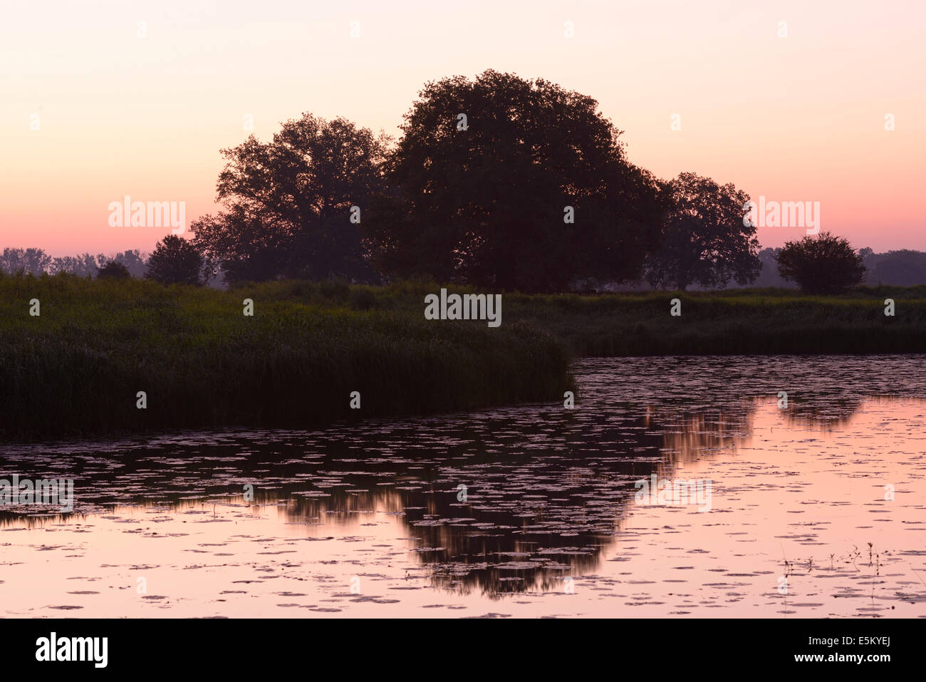 La mattina presto su un lago, Riserva della Biosfera dell'Elba centrale vicino a Dessau, Sassonia-Anhalt, Germania Foto Stock