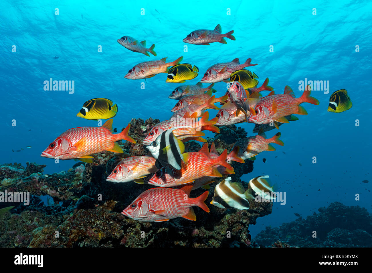 Secca di Sabre Squirrelfish, Giant Squirrelfish o Squirrelfish spinosa (Sargocentron spiniferum) nuoto nella parte anteriore di un corallo Foto Stock