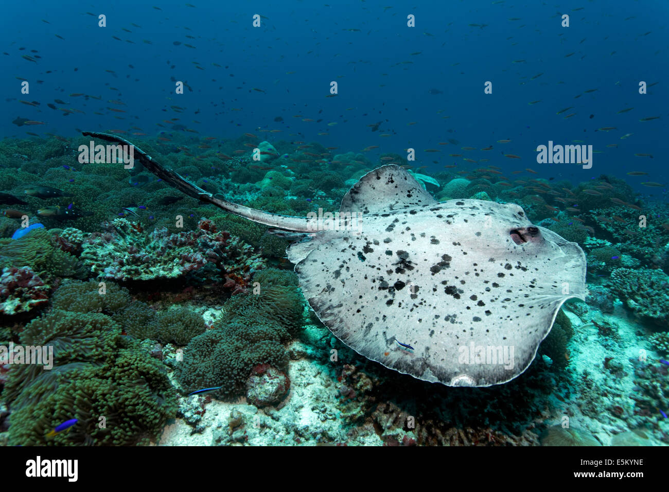 Round Ribbontail Ray (Taeniura meyeni) nuoto su una barriera corallina con magnifica anemone marittimo o Ritteri (Anemone Heteractis Foto Stock