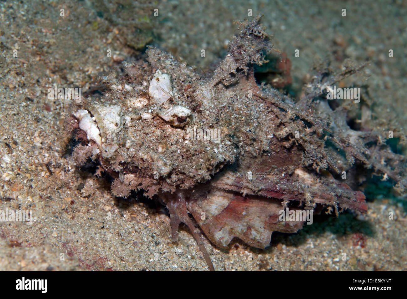 Diavolo Stinger o barbuto Ghoul (Inimicus didactylus) sulla sabbiosa oceano pavimento, della Grande Barriera Corallina, Patrimonio Naturale UNESCO Foto Stock