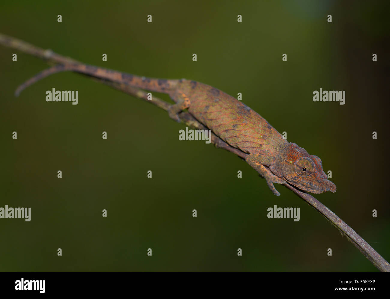 Big-Camaleonte dal naso o foglia-naso (Camaleonte Calumma nasuta), Andasibe-Mantadia Parco nazionale del Madagascar Foto Stock