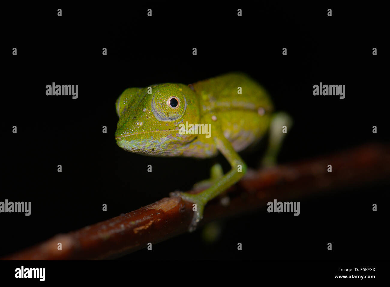 Chameleon (Calumma marojezense), estremamente raro, Marojejy National Park, regione di Sava, Madagascar Foto Stock