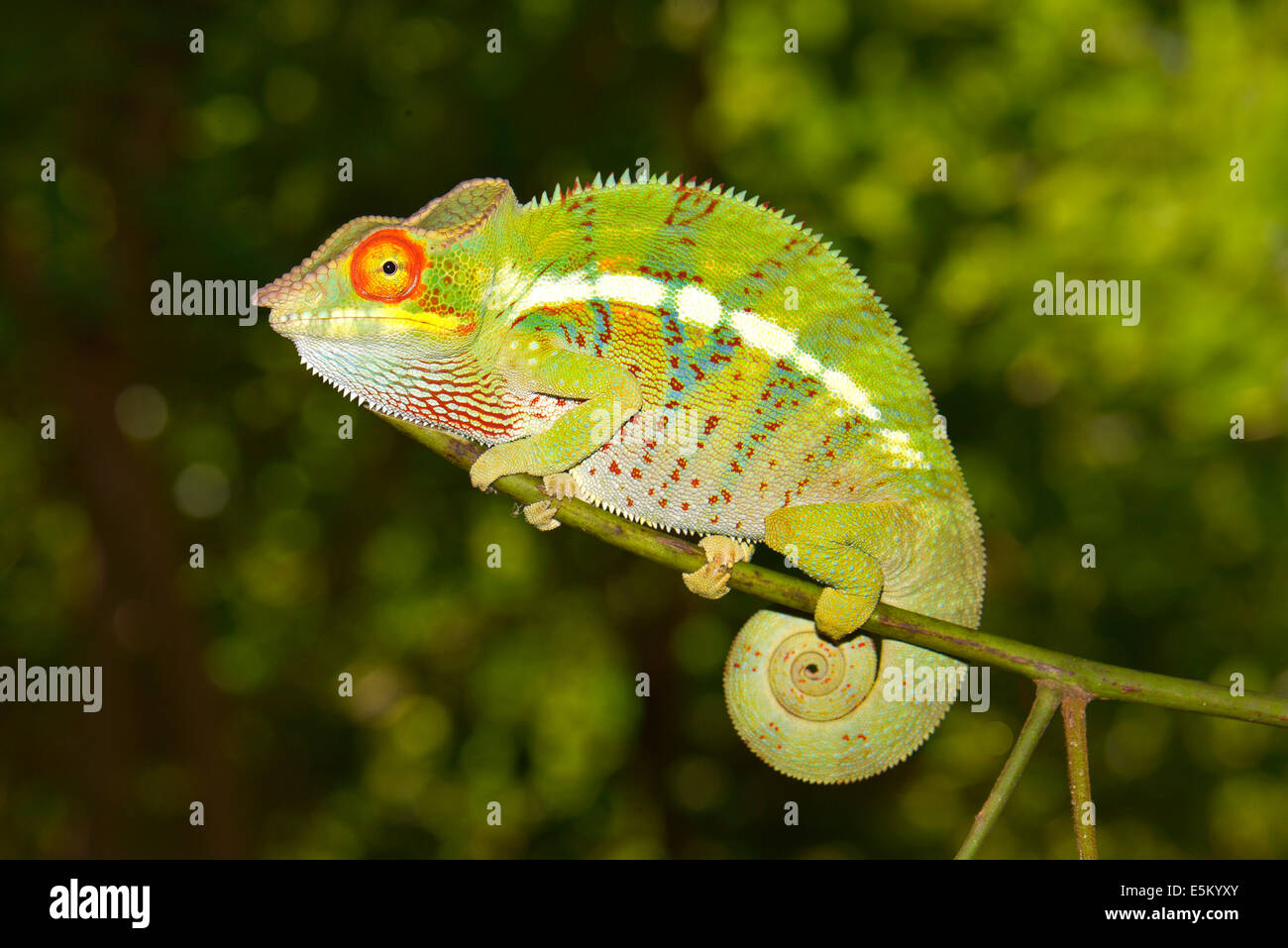 Panther Chameleon (Furcifer pardalis), Ankify varietà, forma locale, Madagascar Foto Stock