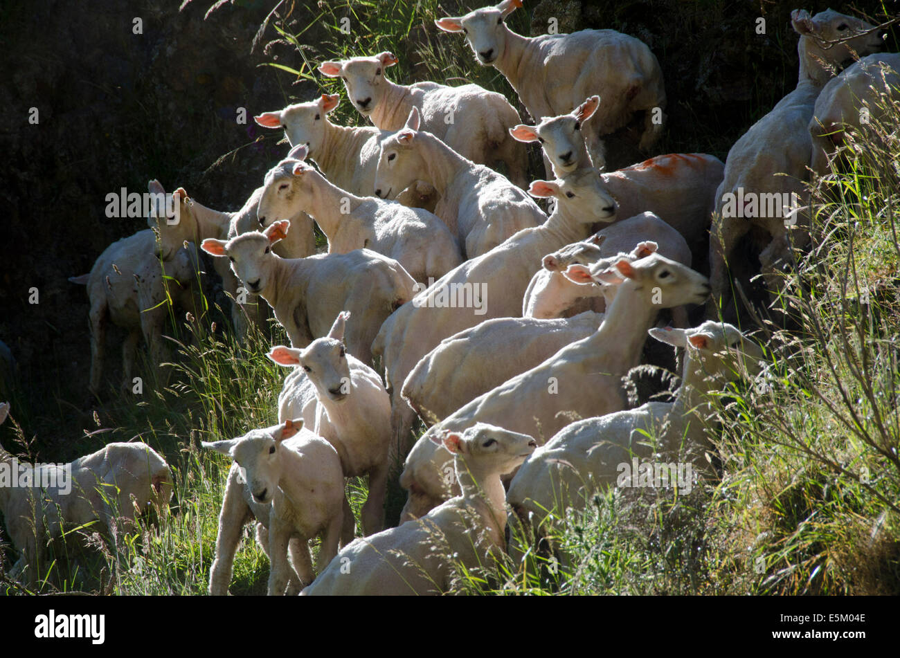 Pecore sulla collina, Belmont Parco Regionale, Wellington, Isola del nord, Nuova Zelanda Foto Stock