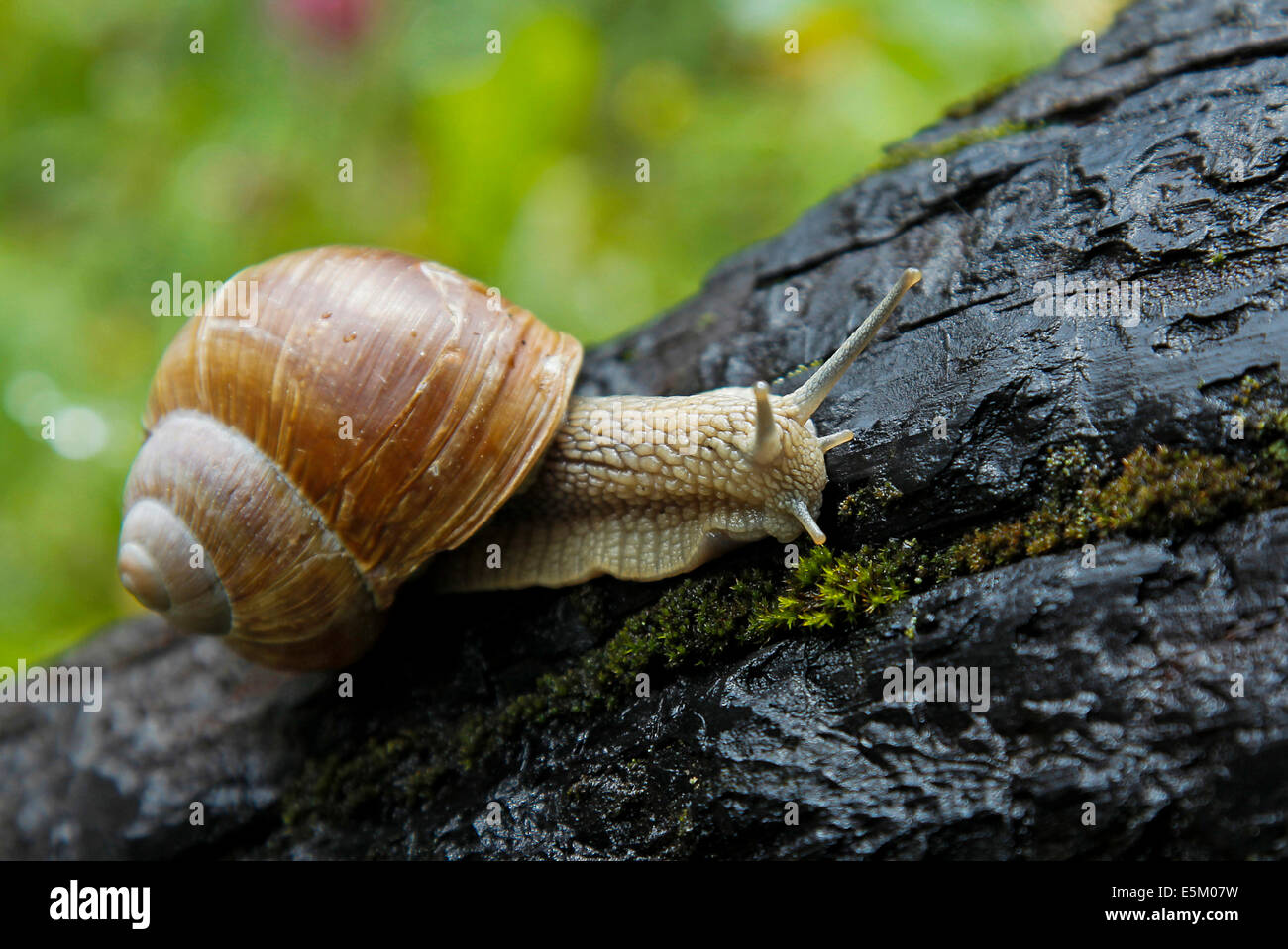 Circondario della bassa algovia immagini e fotografie stock ad alta