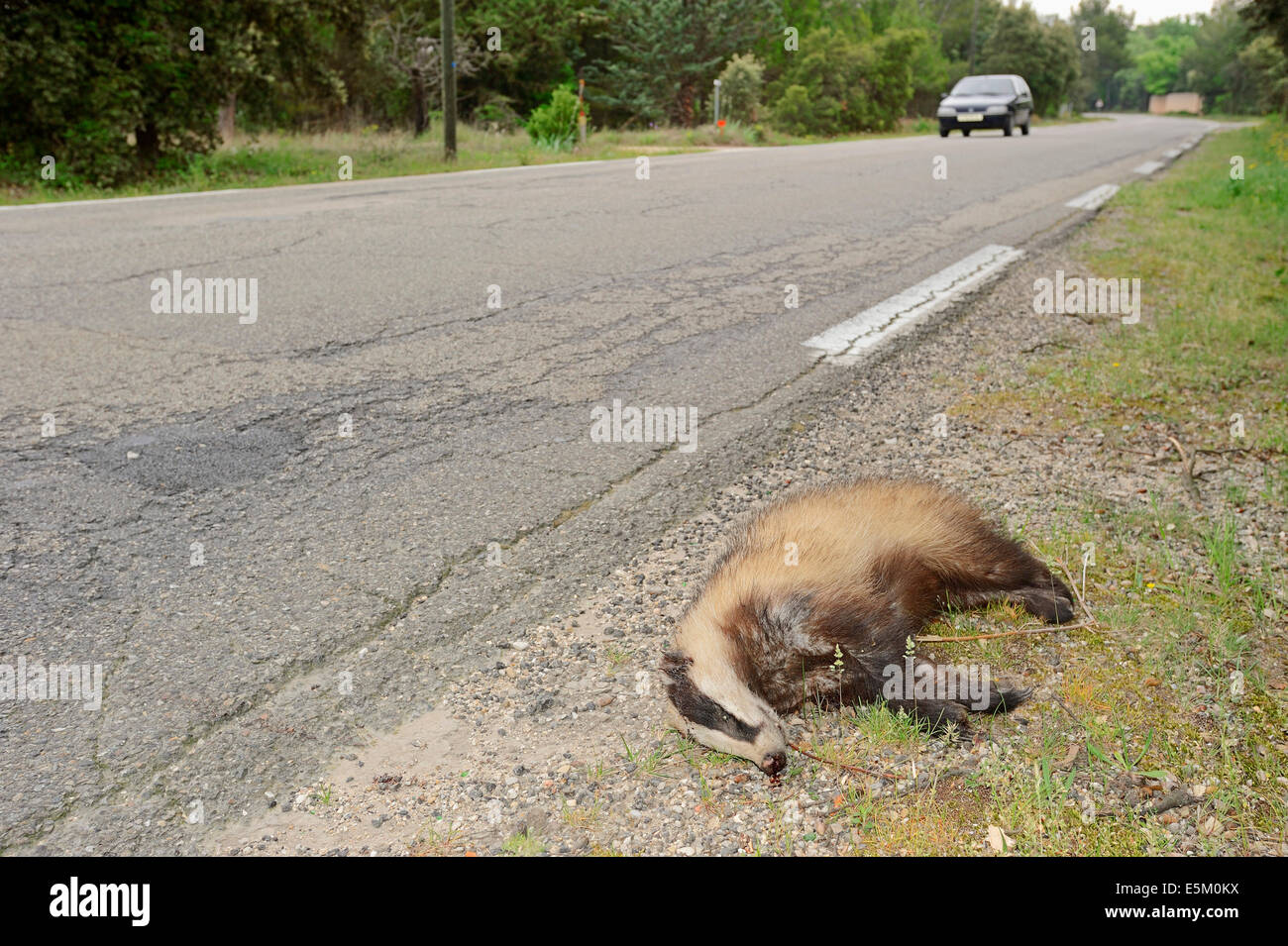 Morto (Badger Meles meles) accanto alla strada, Provenza, Francia meridionale Foto Stock