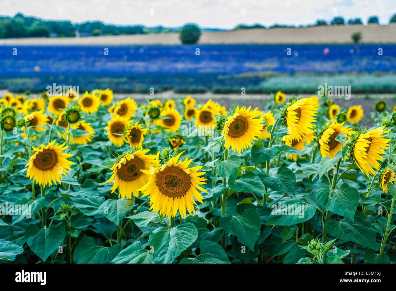 Girasoli con campi di lavanda sullo sfondo Foto Stock