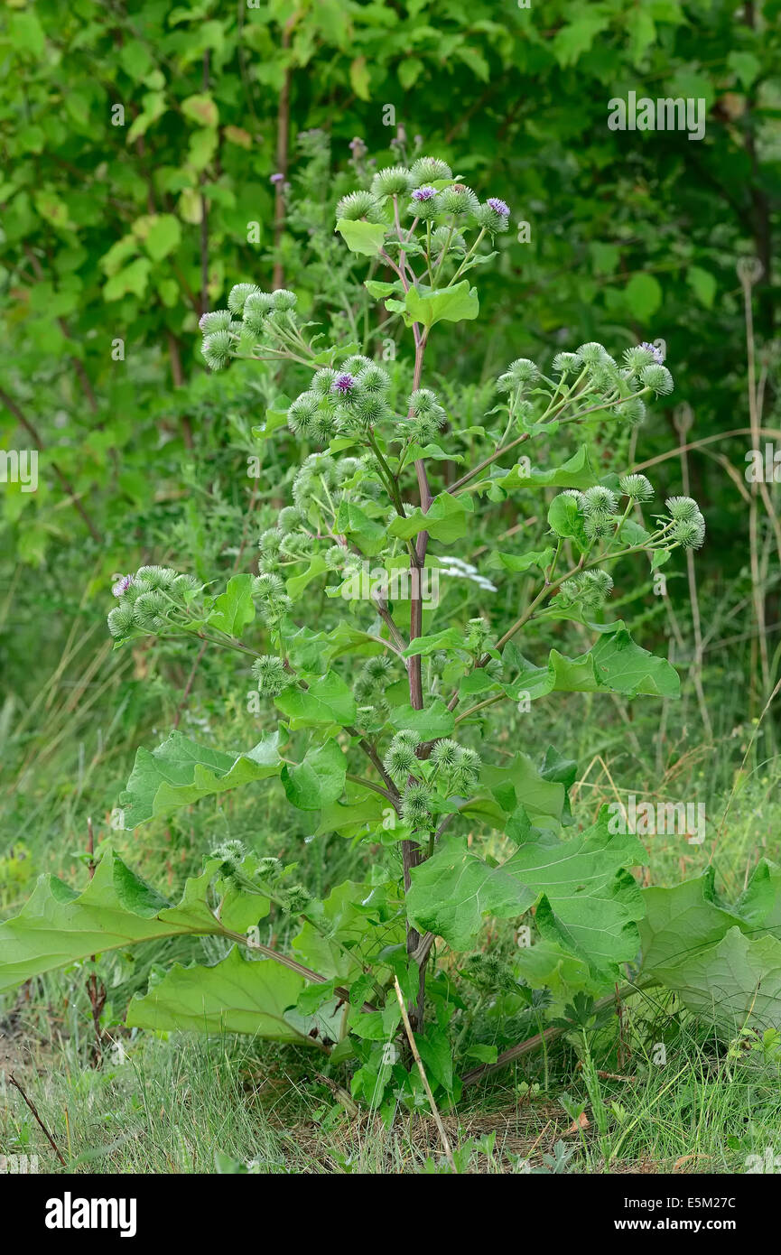 Maggiore Bardana, Beggar's pulsanti o commestibili (Bardana Arctium lappa), Nord Reno-Westfalia, Germania Foto Stock