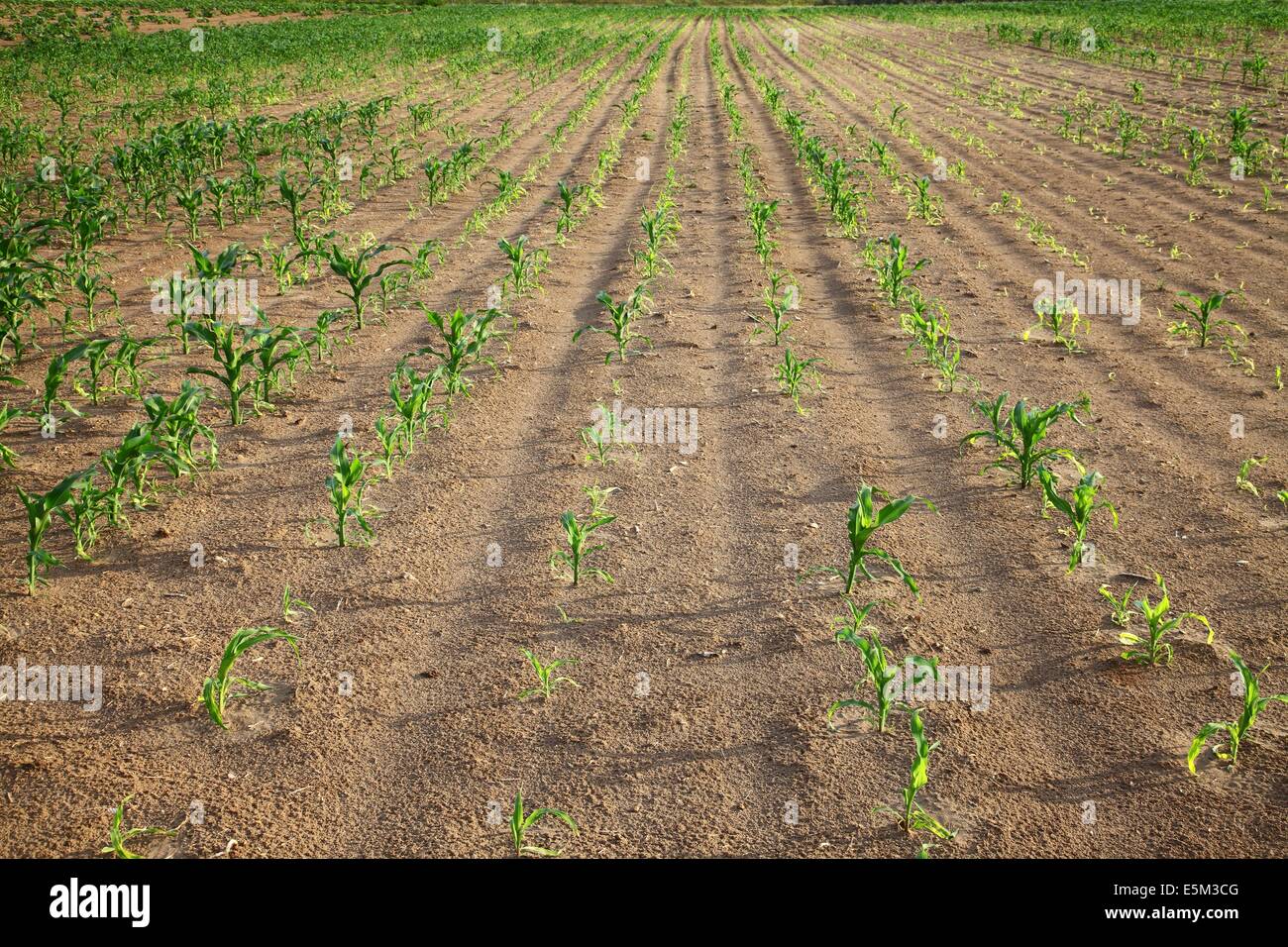Agricoltura Foto Stock