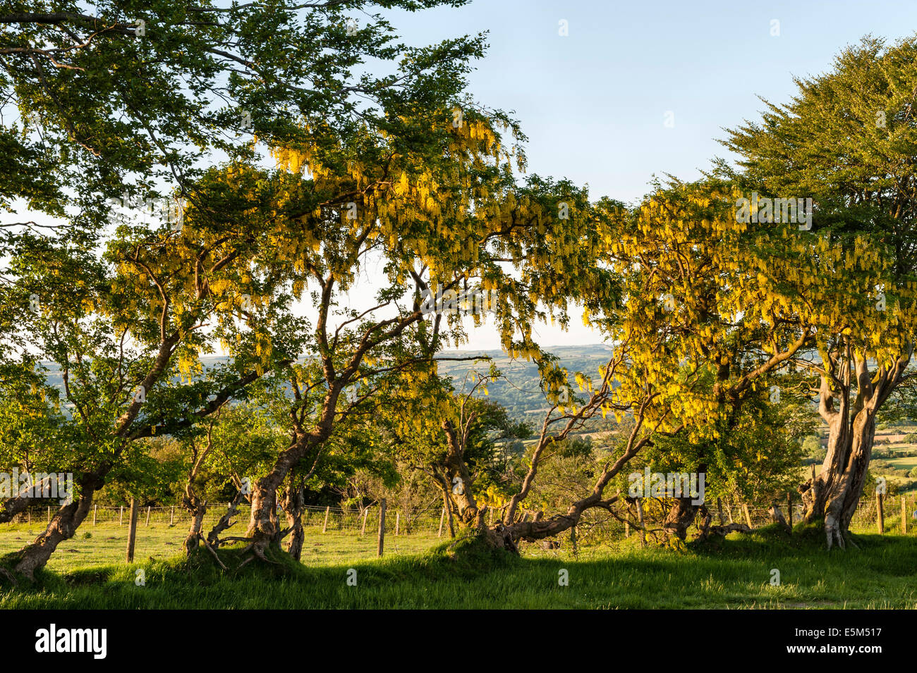 Il Maggiociondolo MAGGIOCIONDOLO (anagyroides), anche chiamato catena dorata, crescente selvatici in un antico hedge in Galles, Regno Unito Foto Stock