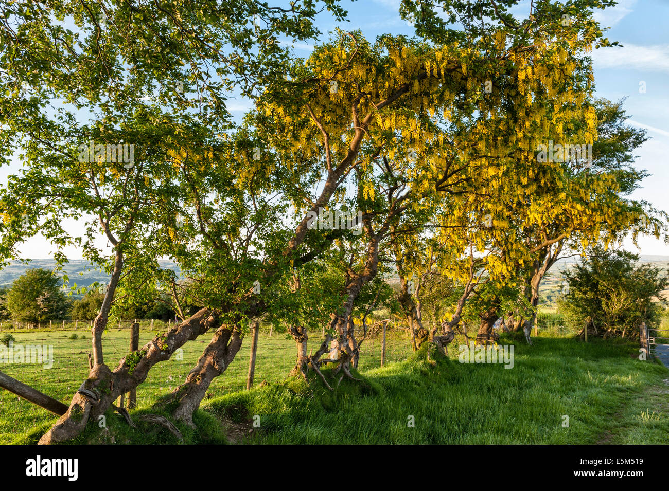 Il Maggiociondolo MAGGIOCIONDOLO (anagyroides), anche chiamato catena dorata, crescente selvatici in un antico hedge in Galles, Regno Unito Foto Stock