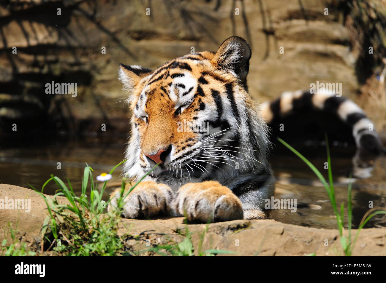 Yong femmina tigre siberiana è felice in acqua in una giornata di caldo estivo Foto Stock