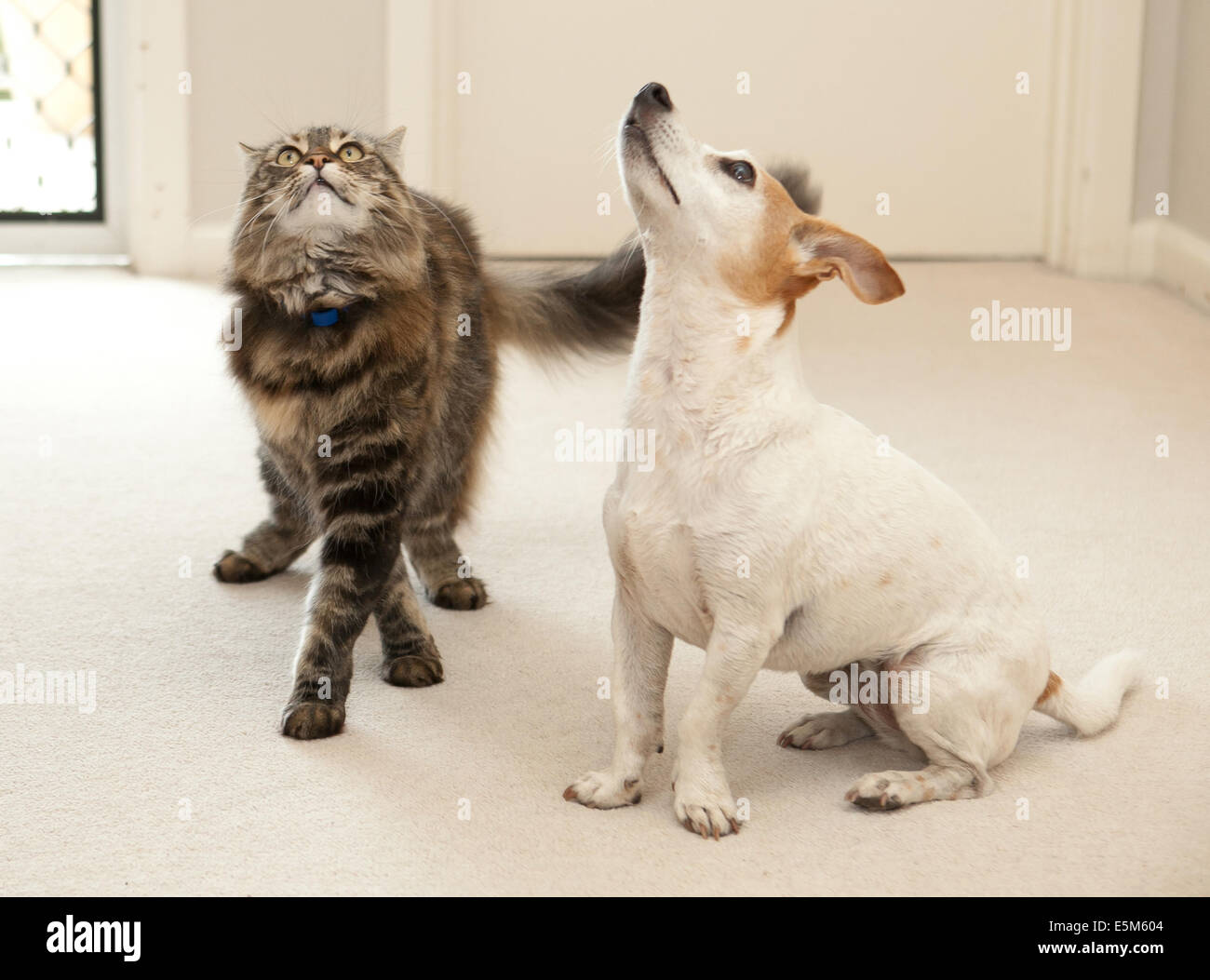 Tabby cat e Jack Russell Terrier vivere insieme Foto Stock