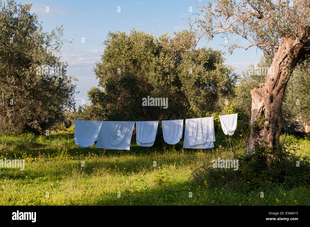 Fogli appesi ad asciugare al sole su una linea di lavaggio in un siciliano oliveto, Italia Foto Stock
