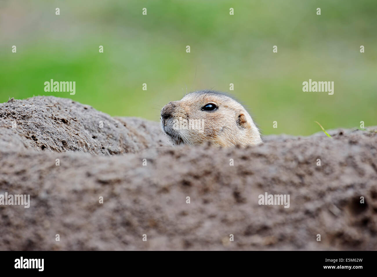 Nero-tailed i cani della prateria(Cynomys ludovicianus) al burrow Foto Stock
