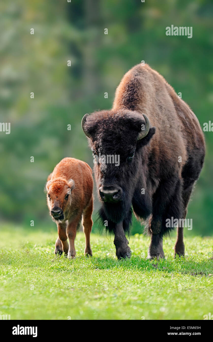 Bisonti americani o bufalo americano (Bison bison), mucca con vitello Foto Stock