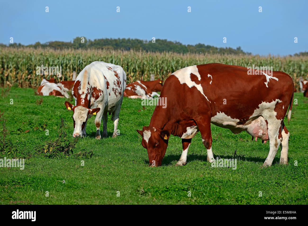 Cattles Holstein-Friesian (Bos primigenius taurus), mucca su pascolo, Nord Reno-Westfalia, Germania Foto Stock