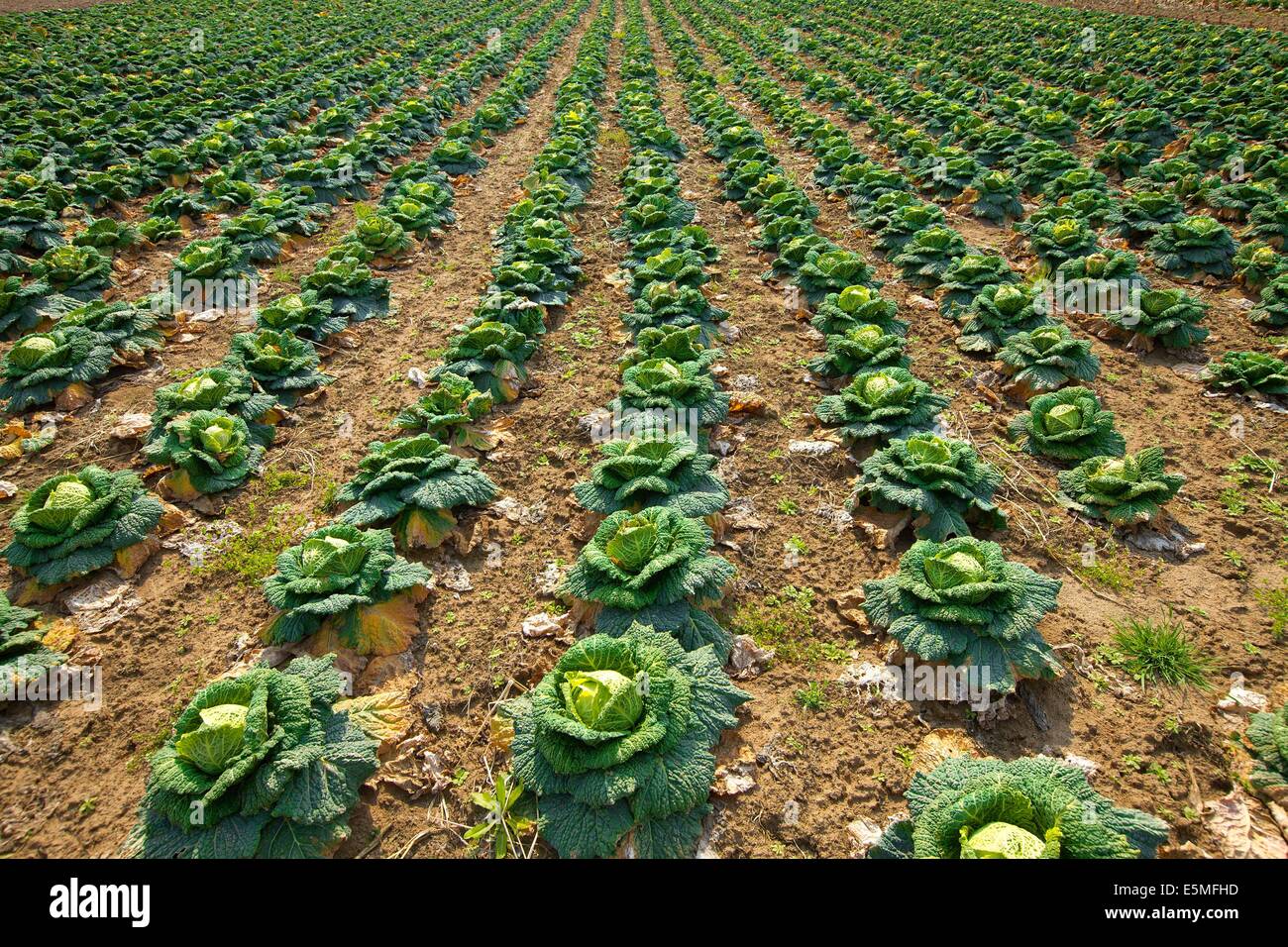 Agricoltura Foto Stock