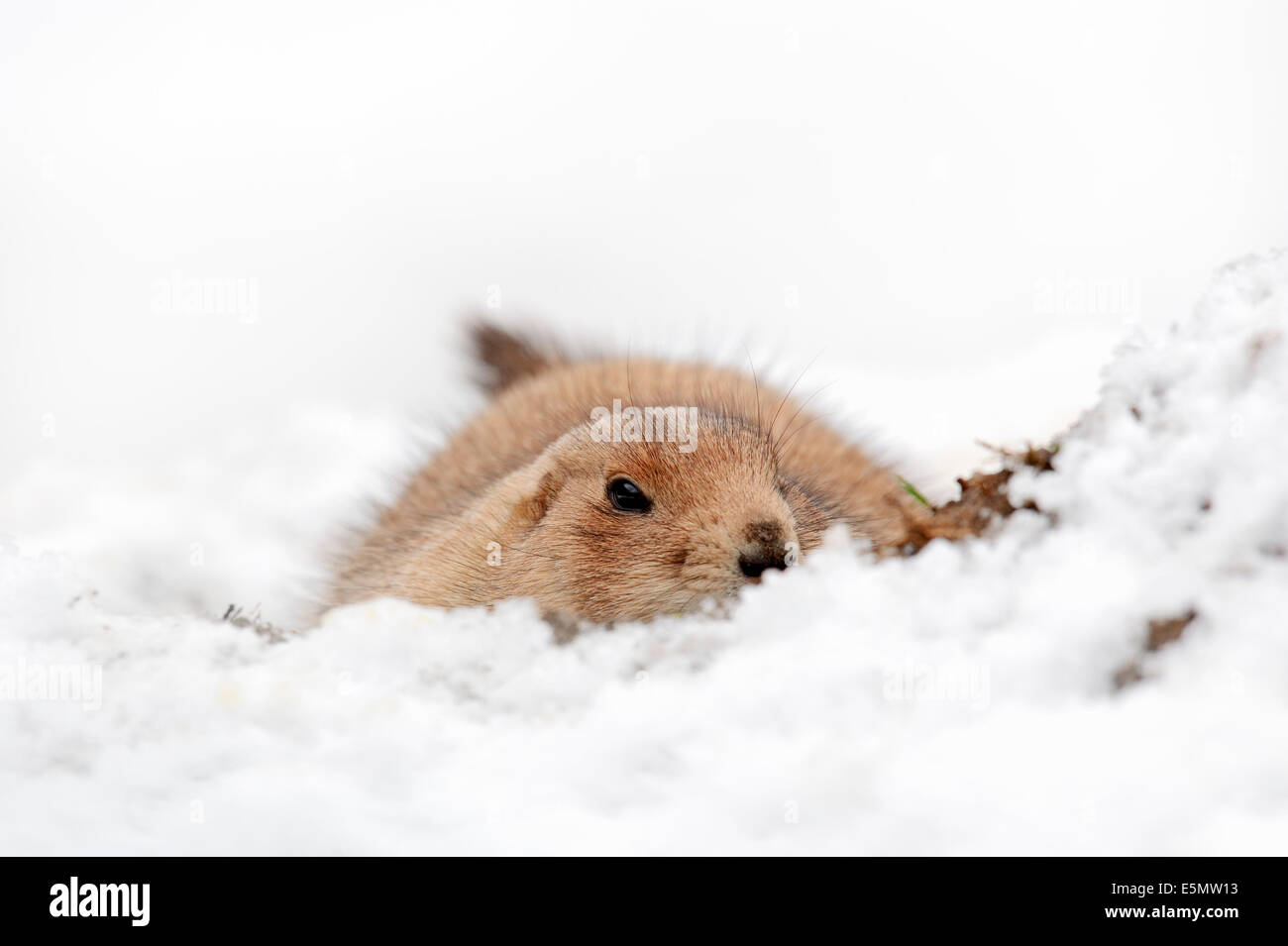 Nero-tailed i cani della prateria(Cynomys ludovicianus) a nido d'inverno Foto Stock