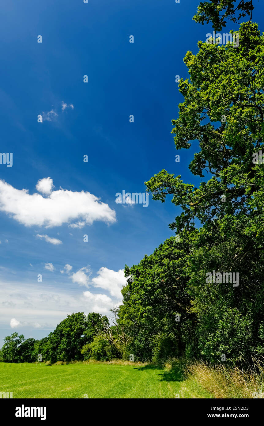 Verde siepe e alberi accanto al campo verde nel Cheshire, Inghilterra, sulla giornata soleggiata con cielo blu e nuvole bianche (formato ritratto). Foto Stock