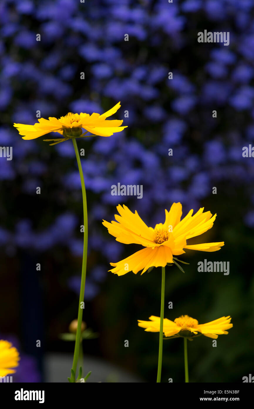 Coreopsis Grandiflora. Coreopsis giornata di sole Foto Stock