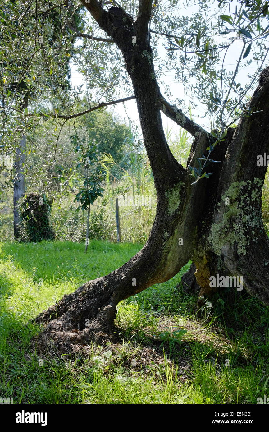 Antico olivo in Toscana Foto Stock