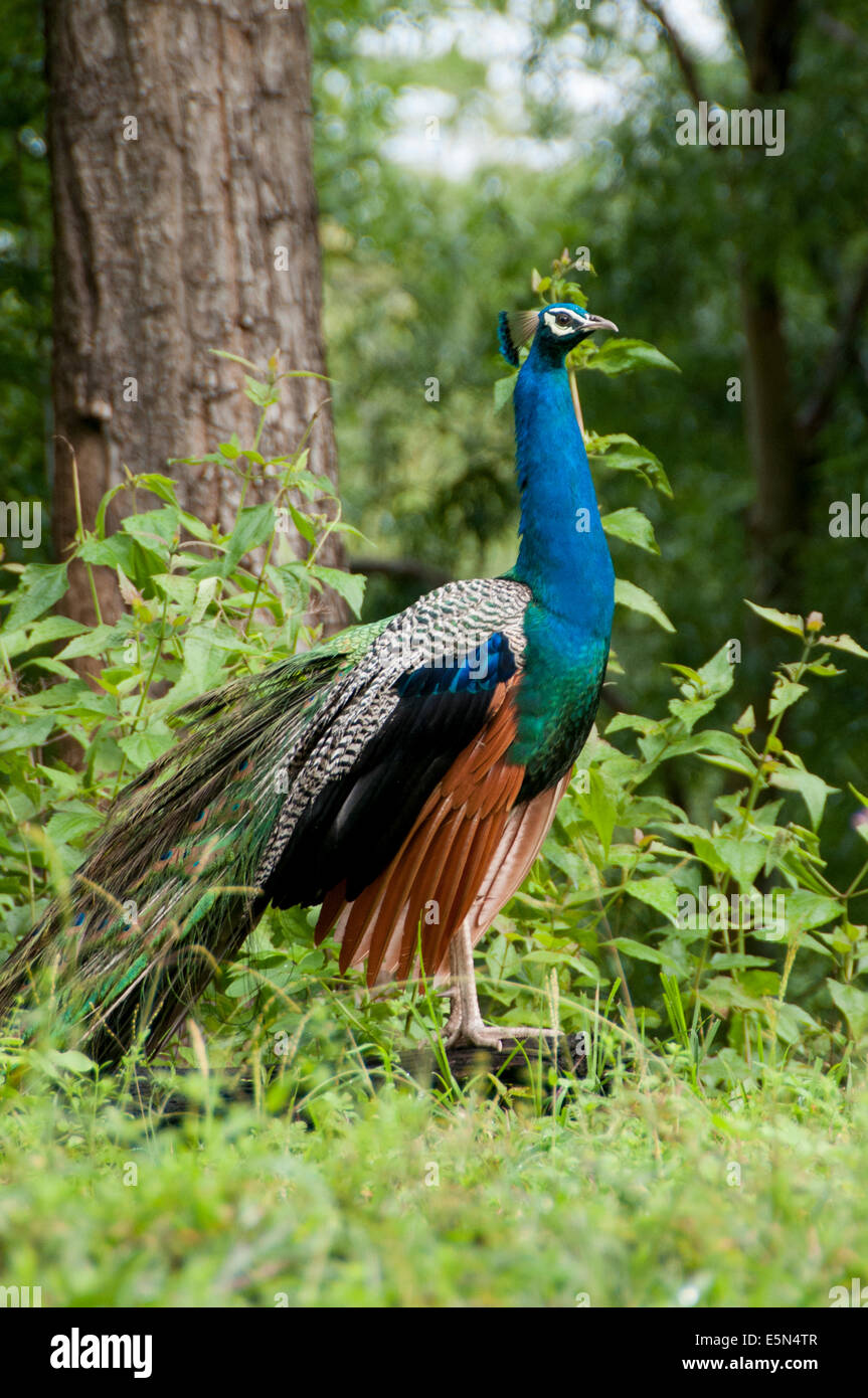 Wild peacock in foresta, Kerala India Foto Stock