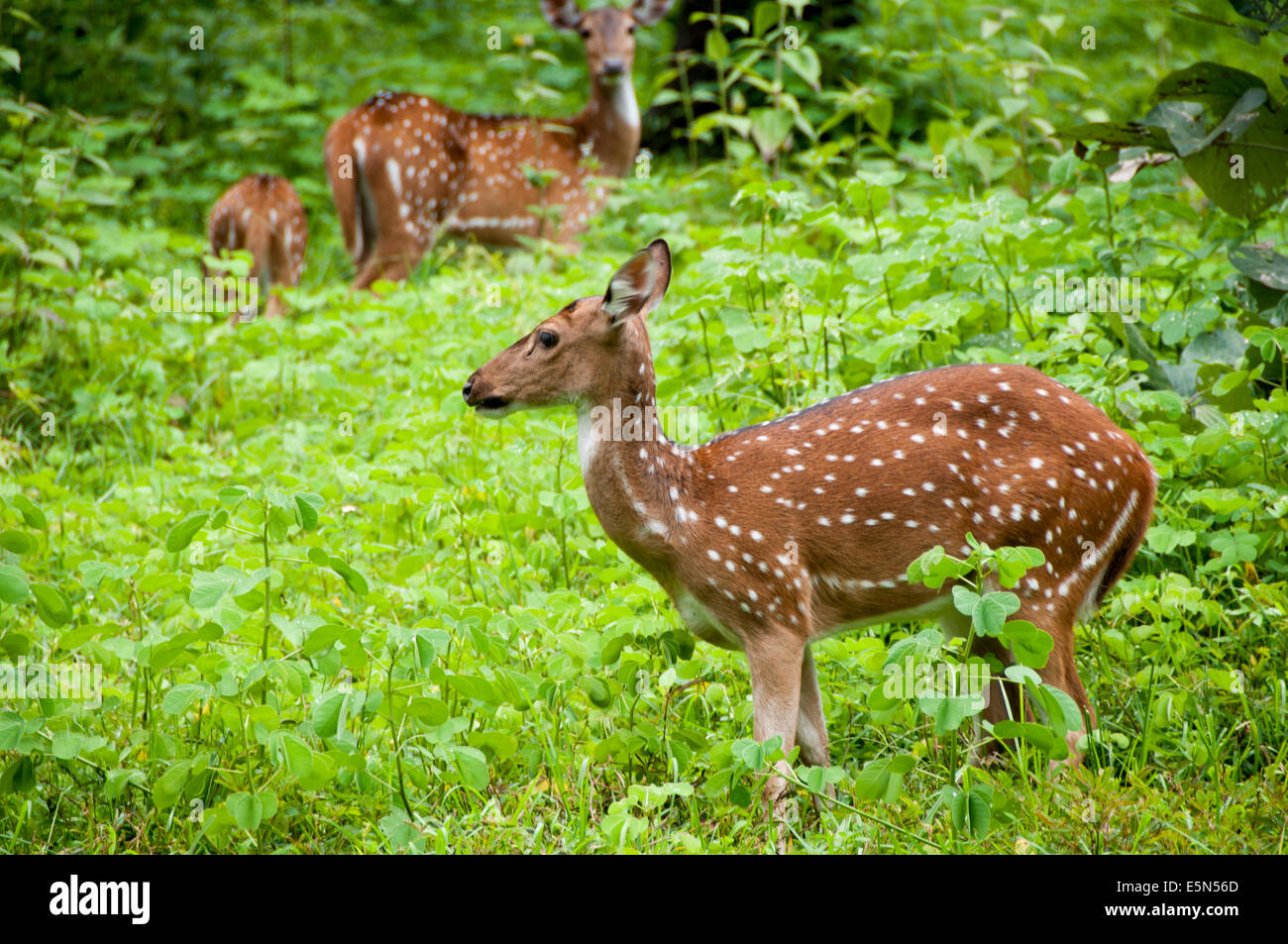 Chital mandria, asse cervi in Parambikulam Wildlife Sanctuary Foto Stock
