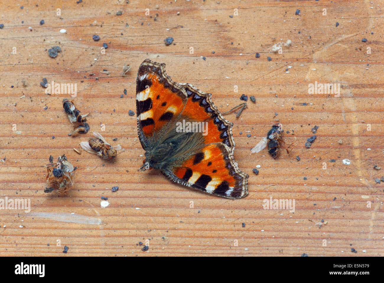 Mosche morte e piccola tartaruga Butterfly sul davanzale della dependance Foto Stock