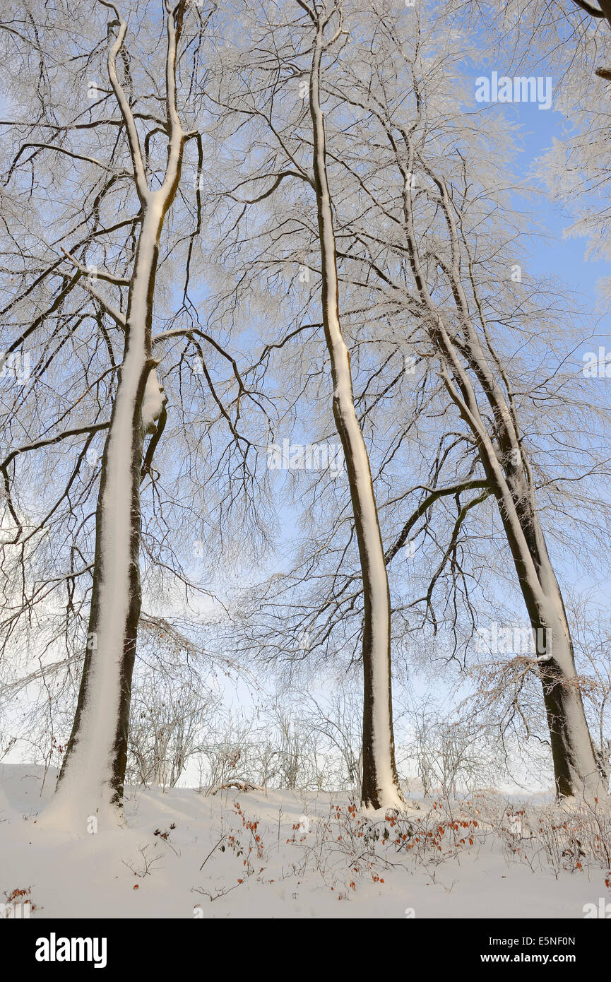 Europea di betulla o faggio comune in inverno (Fagus sylvatica), Nord Reno-Westfalia, Germania Foto Stock