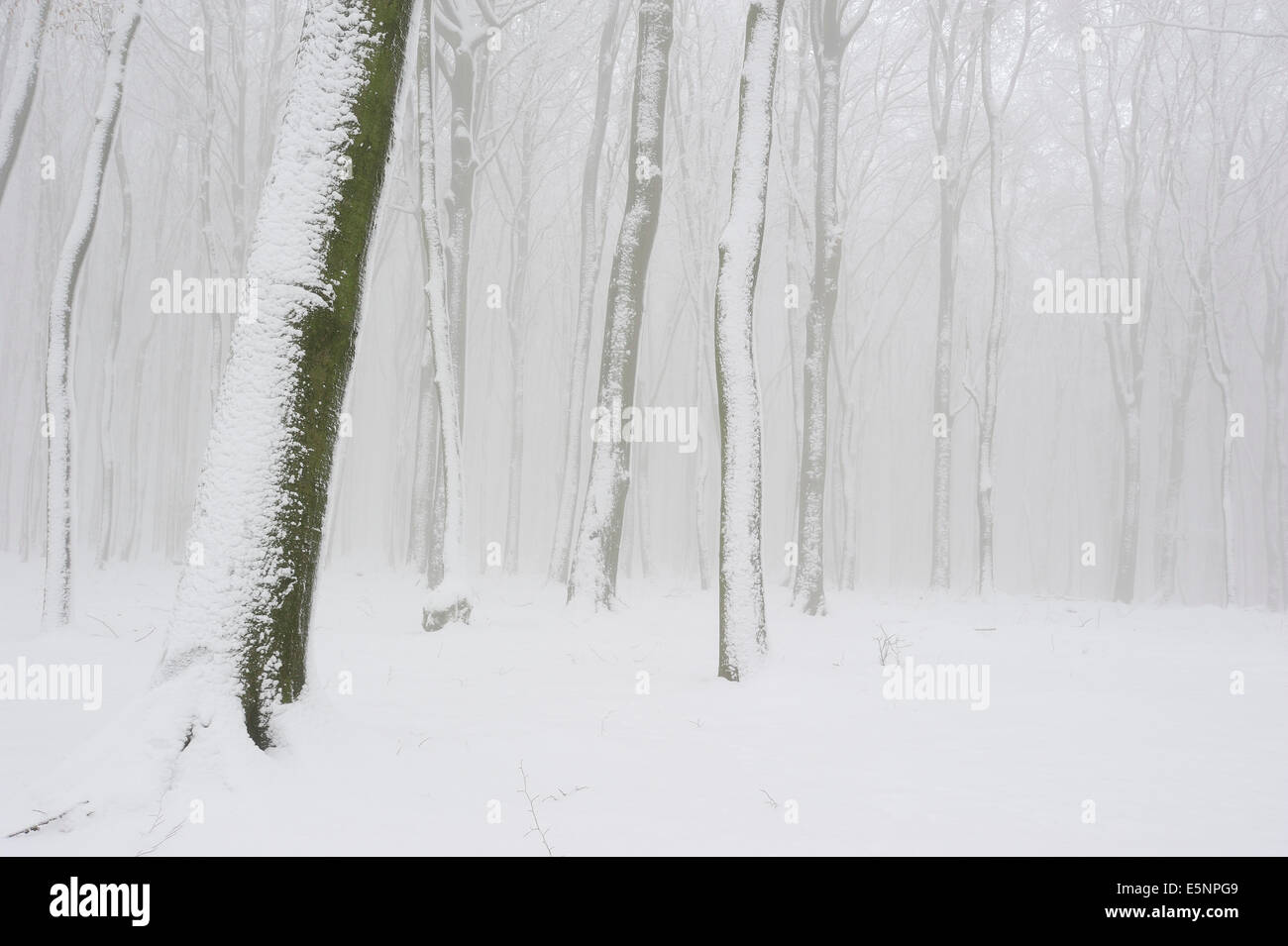 Faggio europeo comune o del bosco di faggio in inverno (Fagus sylvatica), Nord Reno-Westfalia, Germania Foto Stock