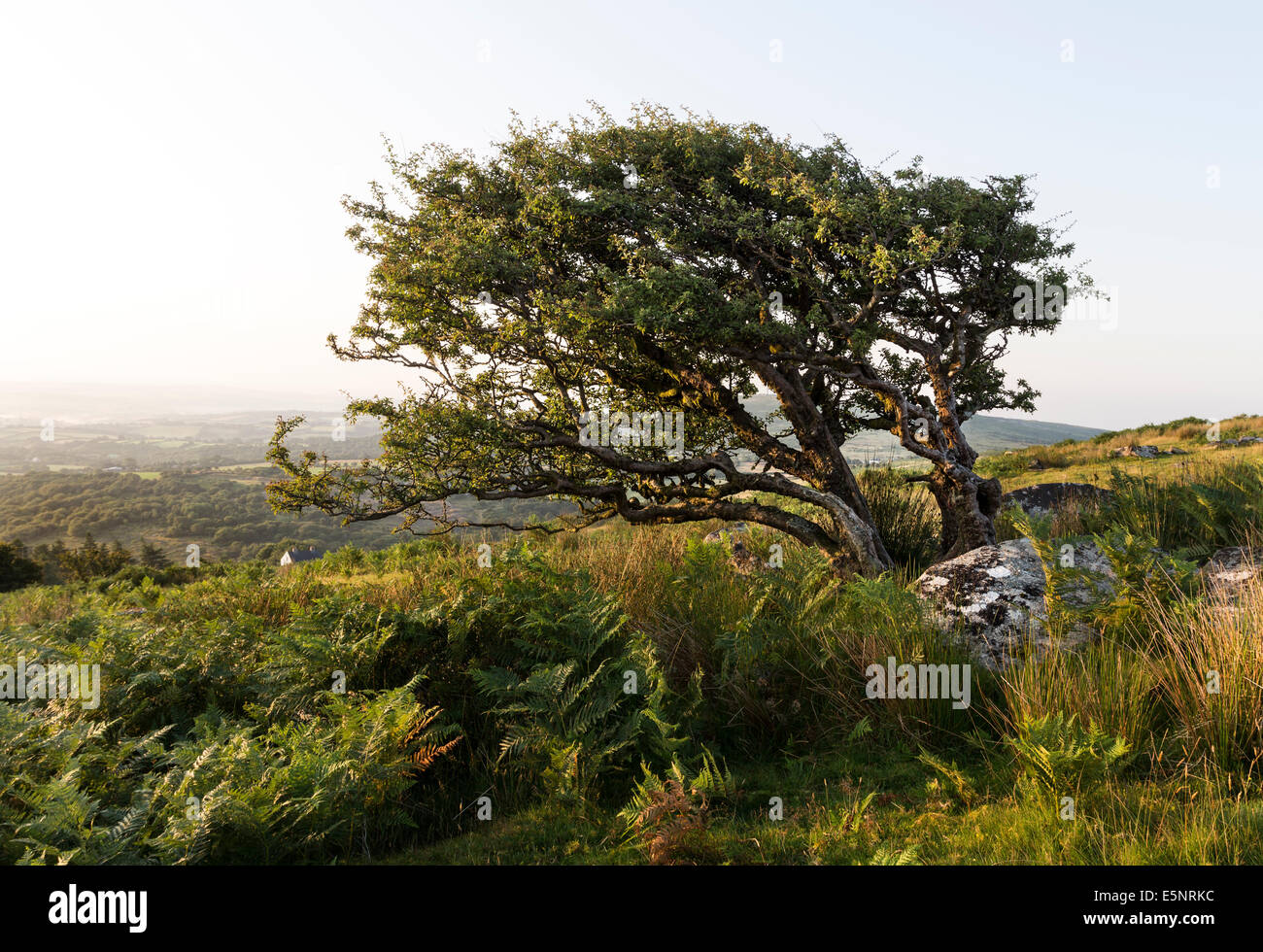 Comune di Albero di biancospino Crataegus monogyna modellata dal vento prevalente su Bodmin Moor Cornwall Regno Unito Foto Stock