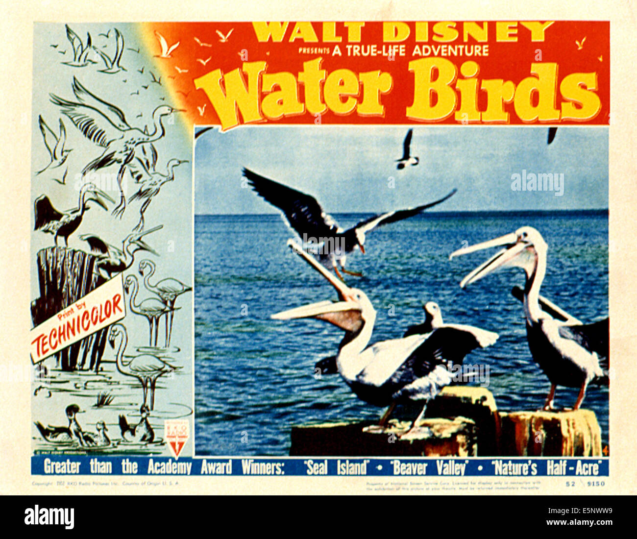 Gli uccelli acquatici, Disney vita vera avventura, 1952 Foto Stock
