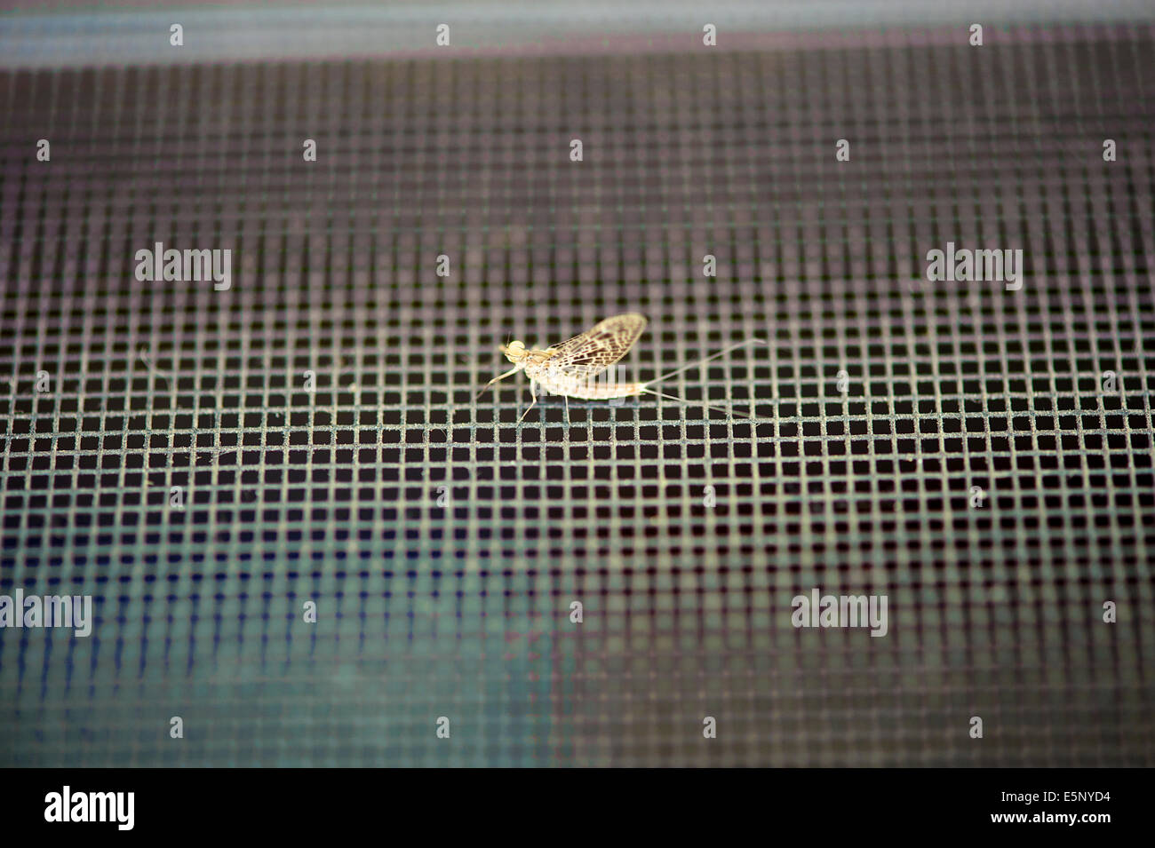 Mayfly sullo schermo Foto Stock