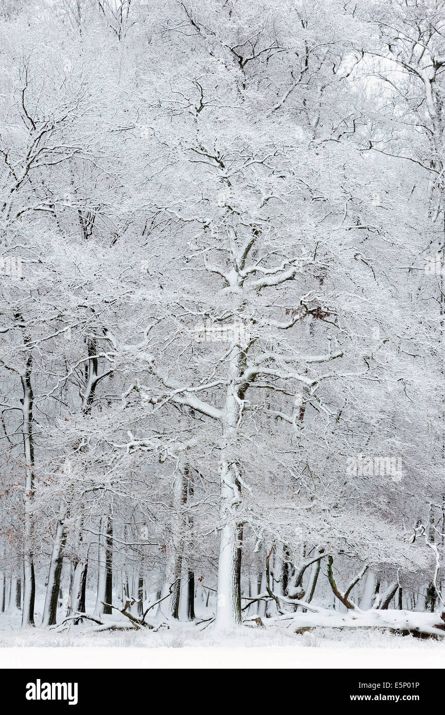 Bosco di latifoglie in inverno, Nord Reno-Westfalia, Germania Foto Stock