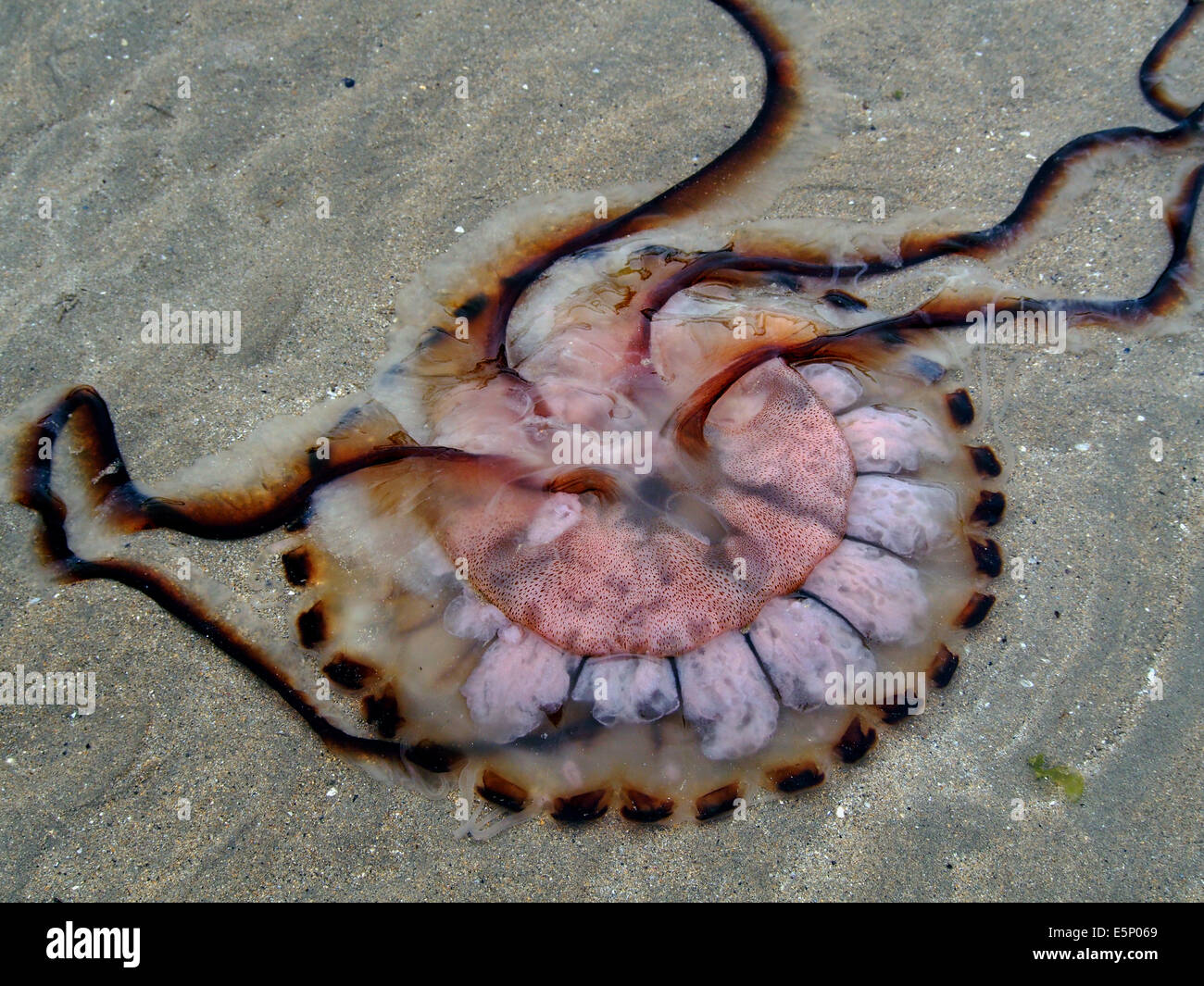 La parte inferiore di Chrysaora hysoscella, noto anche come la bussola meduse lavato fino sulla spiaggia a Mullaghmore, Irlanda Foto Stock